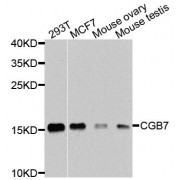 Western blot analysis of extracts of various cell lines, using CGB7 antibody (abx005941) at 1/1000 dilution.