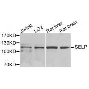 Western blot analysis of extracts of various cell lines, using SELP antibody (abx005953) at 1/1000 dilution.