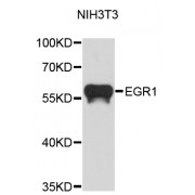 Western blot analysis of extracts of NIH/3T3 cells, using EGR1 antibody (abx005977).