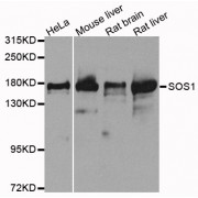 Western blot analysis of extracts of various cell lines, using SOS1 antibody (abx005996) at 1/1000 dilution.
