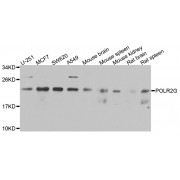 Western blot analysis of extracts of various cell lines, using POLR2G antibody (abx006002) at 1/1000 dilution.