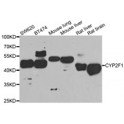 Western blot analysis of extracts of various cell lines, using CYP2F1 antibody (abx006011) at 1/1000 dilution.