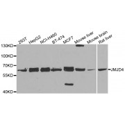 Western blot analysis of extracts of various cell lines, using JMJD4 antibody (abx006052) at 1/5000 dilution.