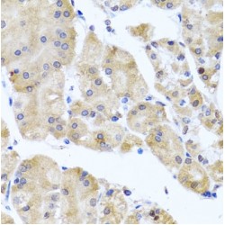Centrin-3 (CETN3) Antibody
