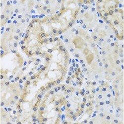 Centrin-3 (CETN3) Antibody