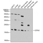 Western blot analysis of extracts of various cell lines, using CETN3 antibody (abx006065) at 1/1000 dilution.