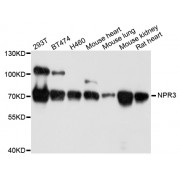 Western blot analysis of extracts of various cell lines, using NPR3 antibody (abx006072) at 1/1000 dilution.