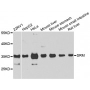 Western blot analysis of extracts of various cell lines, using SRM antibody (abx006079) at 1/1000 dilution.