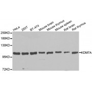 Western blot analysis of extracts of various cell lines, using KDM7A antibody (abx006115) at 1/1000 dilution.