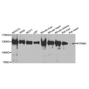 Western blot analysis of extracts of various cell lines, using PITRM1 antibody (abx006134) at 1/1000 dilution.