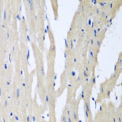 Presequence Protease, Mitochondrial (PITRM1) Antibody