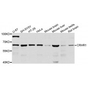 Western blot analysis of extracts of various cell lines, using CRHR1 antibody (abx006143) at 1/1000 dilution.
