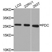 Western blot analysis of extracts of various cell lines, using PDC antibody (abx006156) at 1/1000 dilution.