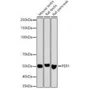Western blot analysis of extracts of various cell lines, using PER1 antibody (1/1000 dilution).