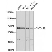 Western blot analysis of extracts of various cell lines, using SLCO1A2 antibody (abx006158) at 1/1000 dilution.