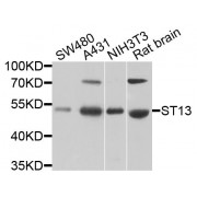 Western blot analysis of extracts of various cell lines, using ST13 antibody (abx006159) at 1/1000 dilution.