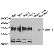 Western blot analysis of extracts of various cell lines, using EHMT1 antibody (abx006172) at 1/1000 dilution.