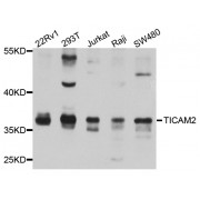 Western blot analysis of extracts of various cell lines, using TICAM2 antibody (abx006188) at 1/1000 dilution.