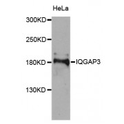 Western blot analysis of extracts of HeLa cells, using IQGAP3 antibody (abx006189) at 1/1000 dilution.