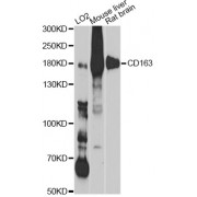 Western blot analysis of extracts of various cell lines, using CD163 Antibody (abx006198) at 1/1000 dilution.