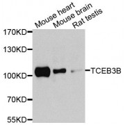 Western blot analysis of extracts of various cell lines, using TCEB3B antibody (abx006233) at 1/1000 dilution.