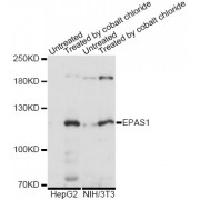 Western blot analysis of extracts of various cell lines, using EPAS1 antibody (abx006240) at 1/1000 dilution.