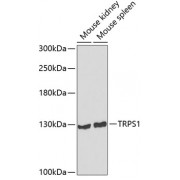 Western blot analysis of extracts of various cell lines, using TRPS1 antibody (abx006245) at 1/1000 dilution.