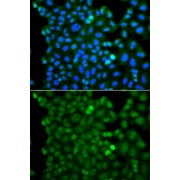 Immunofluorescence analysis of A549 cells using RNF125 antibody (abx006251). Blue: DAPI for nuclear staining.