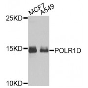 Western blot analysis of extracts of various cell lines, using POLR1D antibody (abx006253) at 1/1000 dilution.