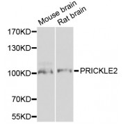 Western blot analysis of extracts of various cell lines, using PRICKLE2 antibody (abx006254) at 1/1000 dilution.