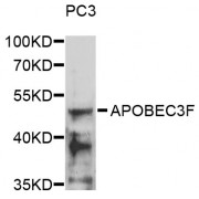 Western blot analysis of extracts of PC3 cells, using APOBEC3F antibody (abx006279) at 1/1000 dilution.
