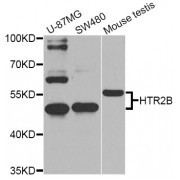 Western blot analysis of extracts of various cell lines, using HTR2B Antibody (abx006284) at 1/1000 dilution.