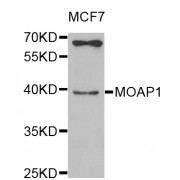 Western blot analysis of extracts of MCF-7 cells, using MOAP1 antibody (abx006312) at 1/1000 dilution.