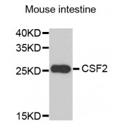 Western blot analysis of extracts of mouse intestine, using CSF2 antibody (abx006317) at 1/1000 dilution.
