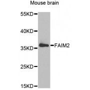 Western blot analysis of extracts of mouse brain, using FAIM2 antibody (abx006319) at 1/1000 dilution.