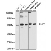 Western blot analysis of extracts of various cell lines, using C3AR1 Antibody (1/3000 dilution).