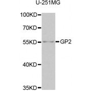 Western blot analysis of extracts of U-251MG cells, using GP2 antibody (abx006345) at 1/1000 dilution.