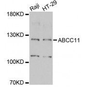 Western blot analysis of extracts of various cell lines, using ABCC11 antibody (abx006355) at 1/1000 dilution.