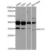Western blot analysis of extracts of various cell lines, using SCO1 antibody (abx006387) at 1/1000 dilution.