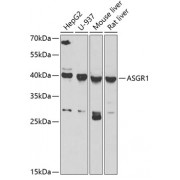 Western blot analysis of extracts of various cell lines, using ASGR1 antibody (abx006394) at 1/1000 dilution.