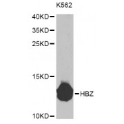 Western blot analysis of extracts of K-562 cells, using HBZ Antibody (abx006403) at 1/1000 dilution.