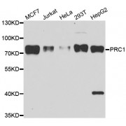 Western blot analysis of extracts of various cell lines, using PRC1 antibody (abx006417) at 1/1000 dilution.