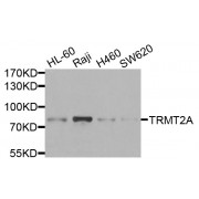 Western blot analysis of extracts of various cell lines, using TRMT2A antibody (abx006425) at 1/1000 dilution.