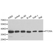 Western blot analysis of extracts of various cell lines, using PTCRA antibody (abx006432) at 1/1000 dilution.