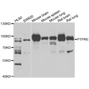 Western blot analysis of extracts of various cell lines, using PTPRE antibody (abx006439) at 1/1000 dilution.