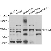 Western blot analysis of extracts of various cell lines, using EPHA1 antibody (abx006448) at 1/1000 dilution.