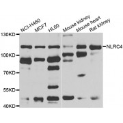 Western blot analysis of extracts of various cell lines, using NLRC4 antibody (abx006469) at 1/1000 dilution.
