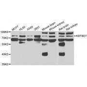 Western blot analysis of extracts of various cell lines, using KBTBD7 antibody (abx006475) at 1/1000 dilution.