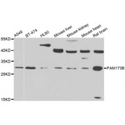 Western blot analysis of extracts of various cell lines, using FAM173B antibody (abx006481) at 1/1000 dilution.