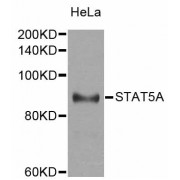 Western blot analysis of extracts of HeLa cells, using STAT5A antibody (abx006521) at 1/2000 dilution.